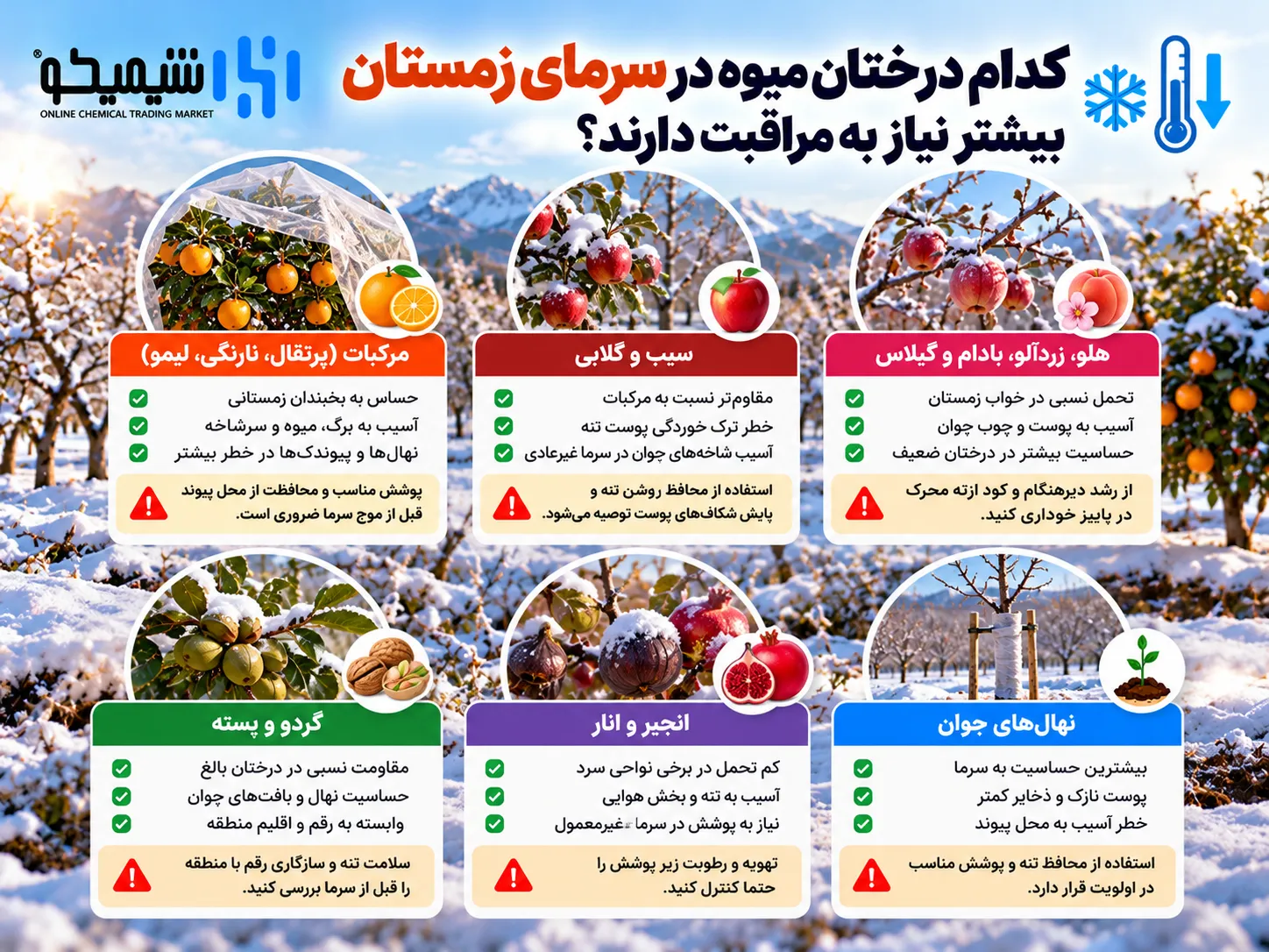 کدام درختان میوه در سرمای زمستان بیشتر نیاز به مراقبت دارند؟