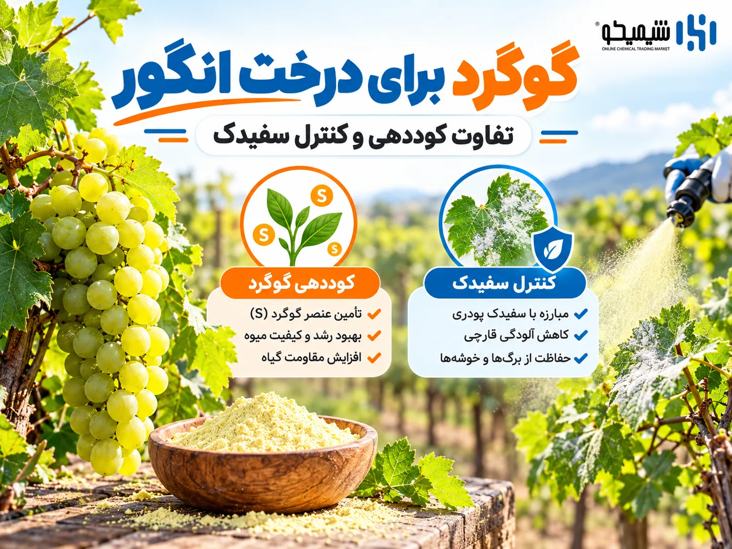گوگرد برای درخت انگور؛ فواید، زمان و روش مصرف