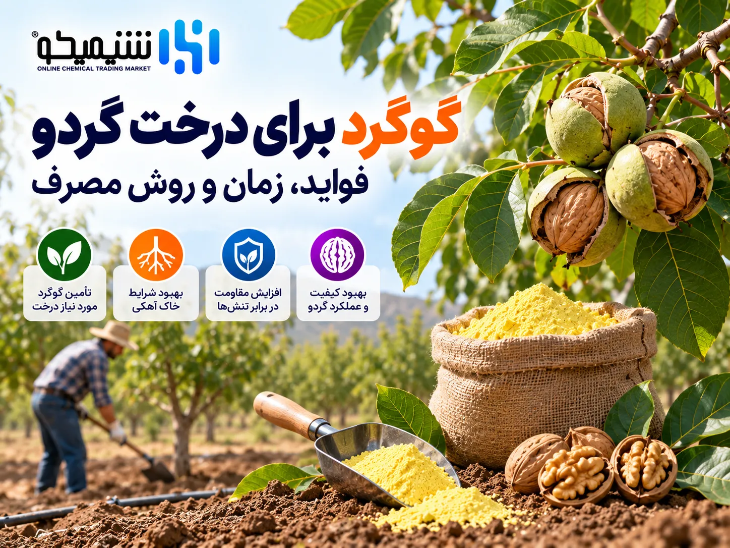 گوگرد برای درخت گردو؛ فواید، زمان و روش مصرف