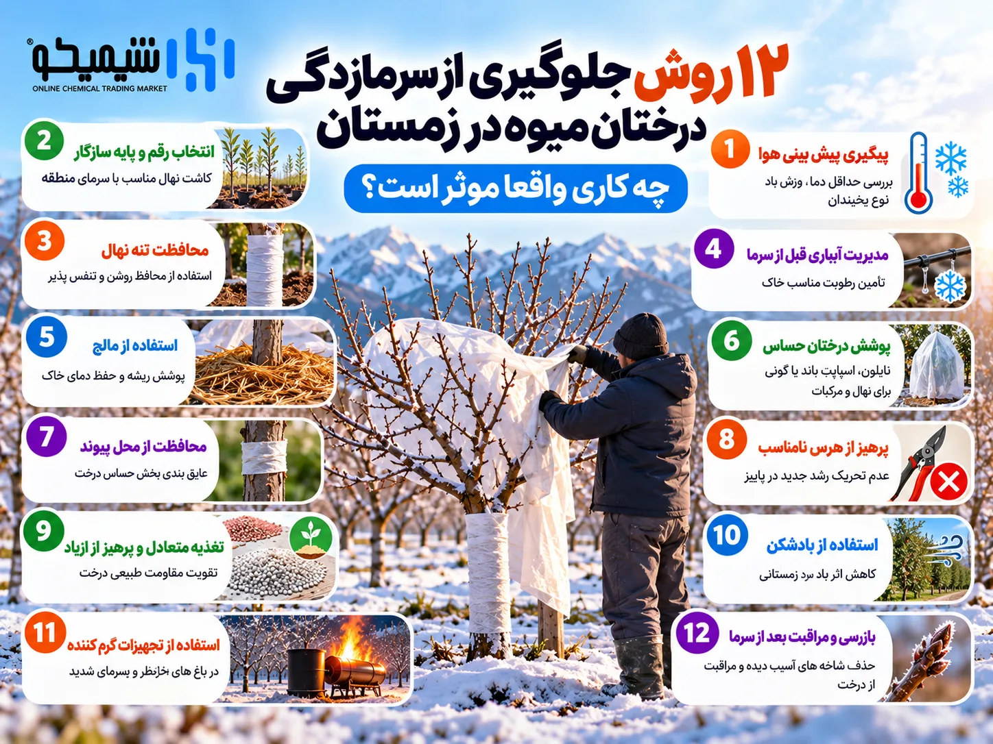۱۲ روش جلوگیری از سرمازدگی درختان میوه در زمستان؛ چه کاری واقعا موثر است؟