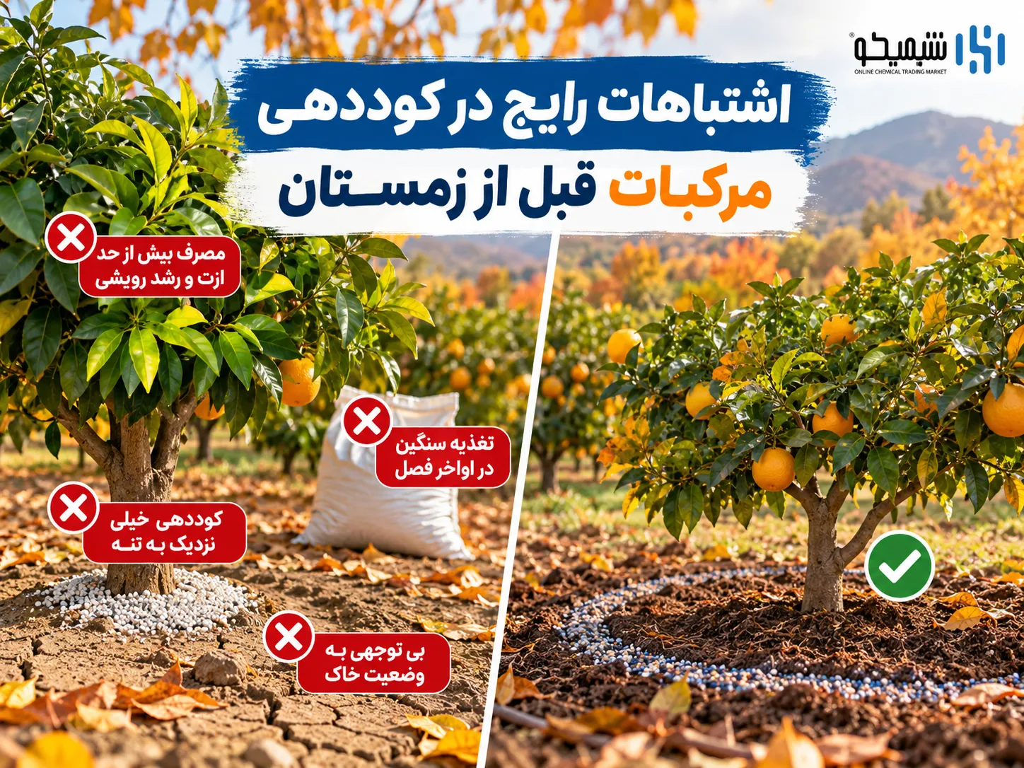۵ اشتباه رایج در کوددهی مرکبات در پاییز