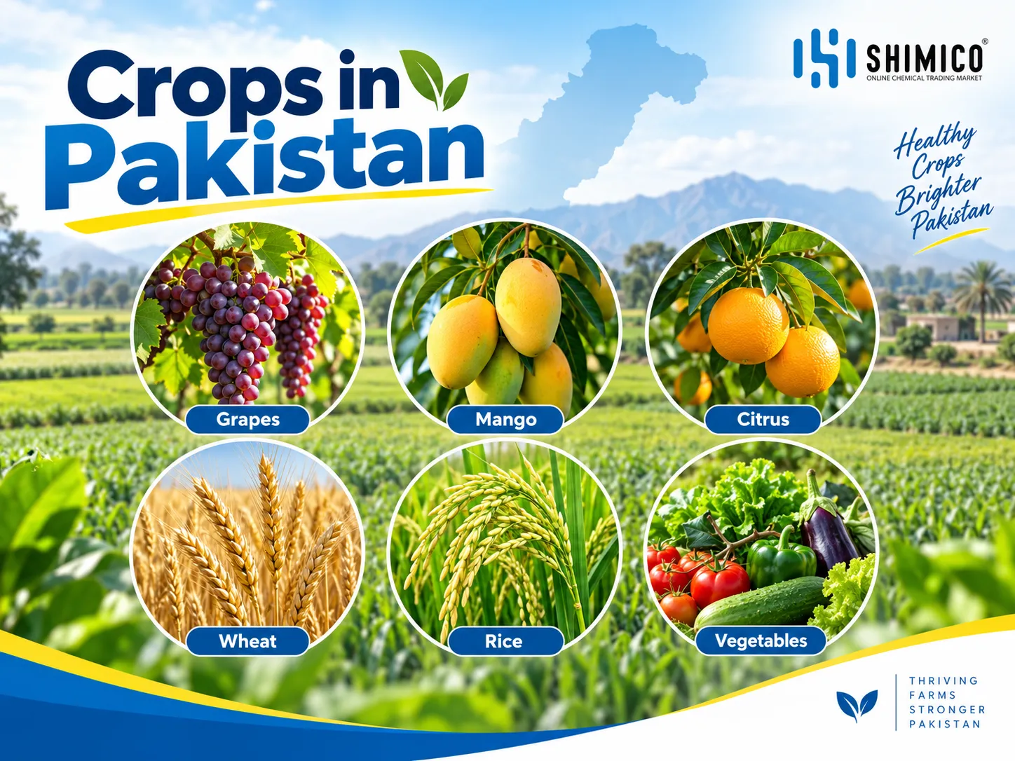 Sulphur 80 WDG Crops in Pakistan: Mango, Grapes, Citrus, Wheat, Rice and Vegetables