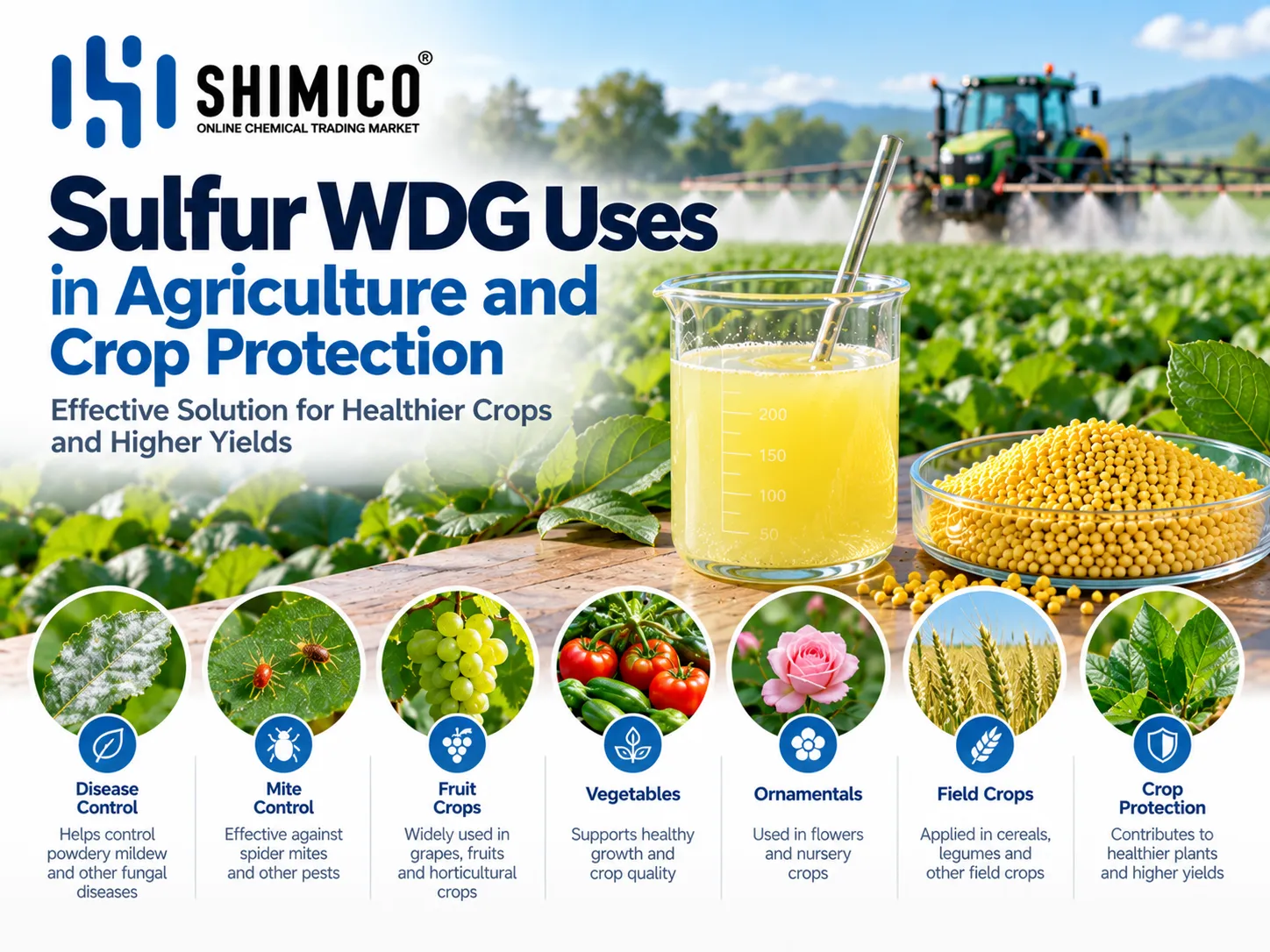 Sulfur WDG Uses in Agriculture and Crop Protection