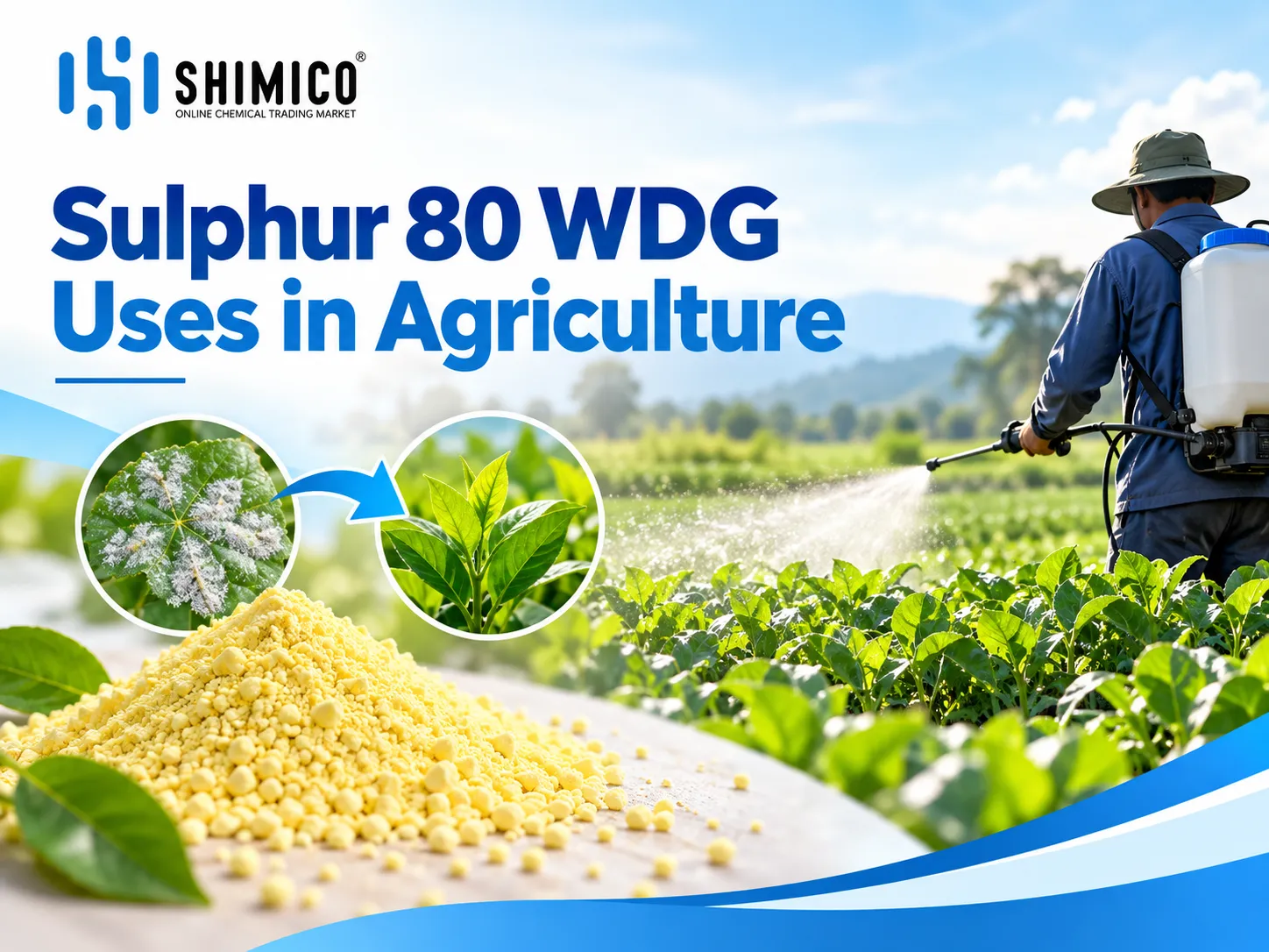 Sulphur 80 WDG Uses in Agriculture