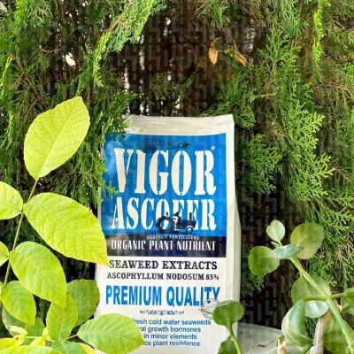 عصاره جلبک دریایی